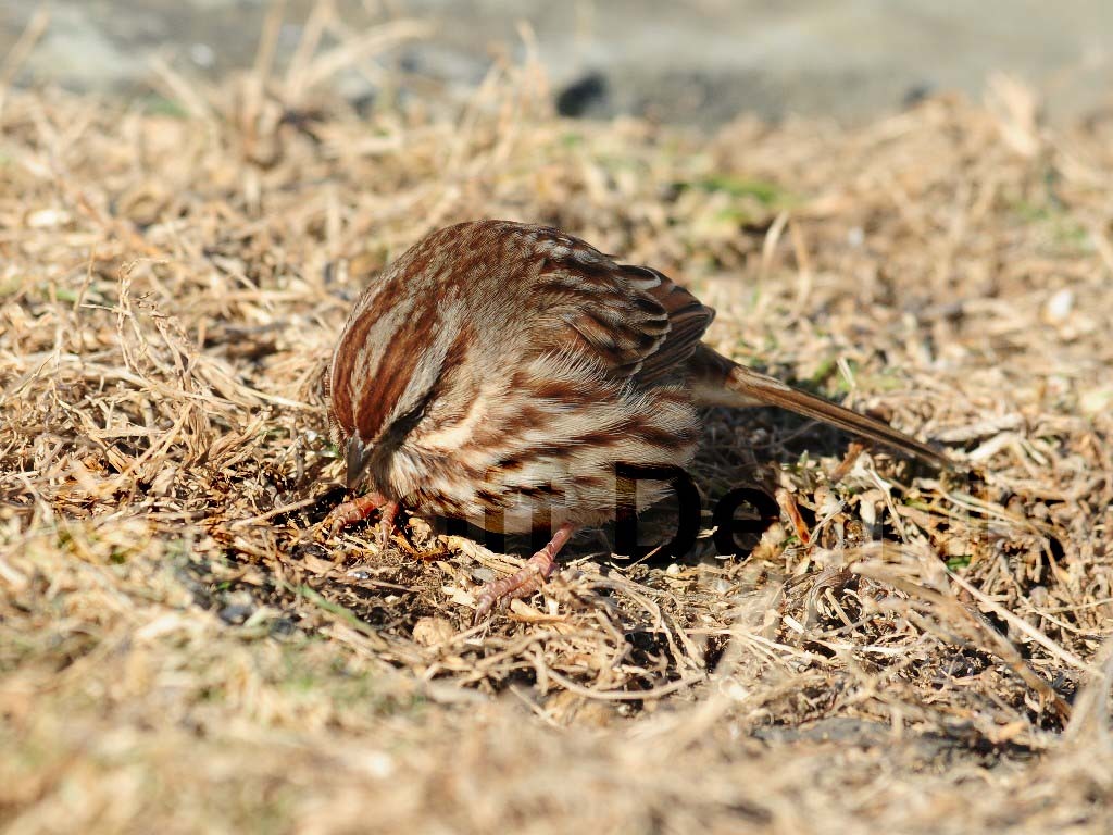 SOSP-AC_Song-Sparrow
