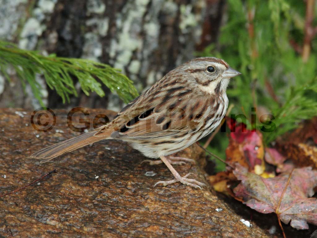 SOSP-AD_Song-Sparrow