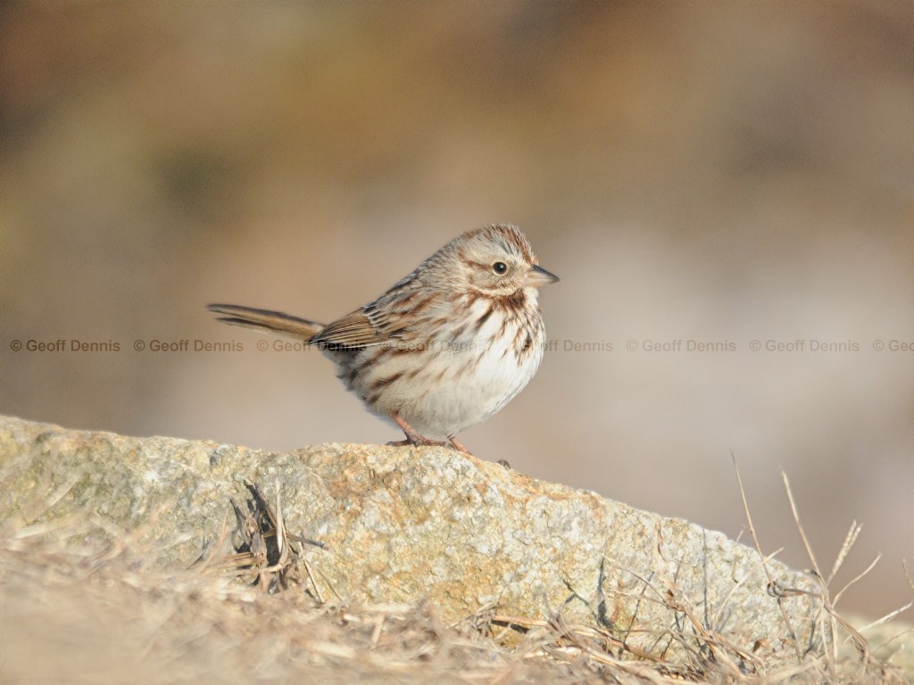 SOSP-AE_Song-Sparrow