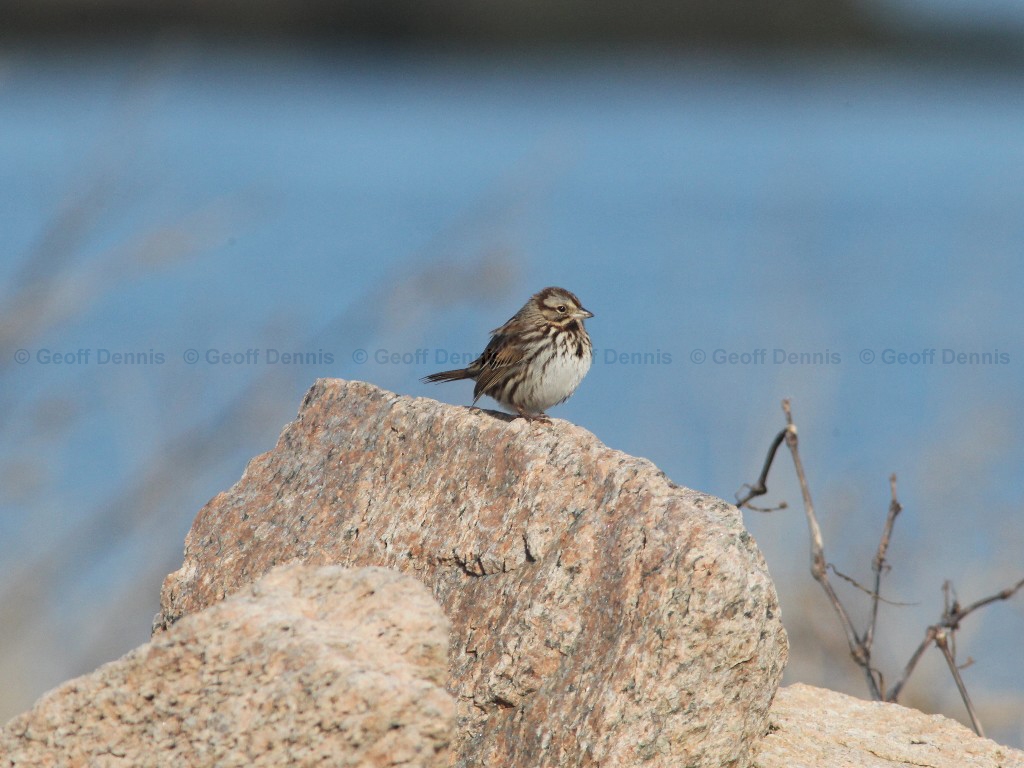 SOSP-AF_Song-Sparrow