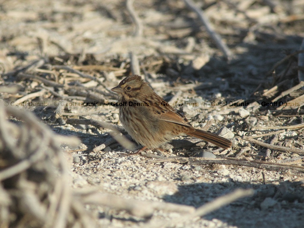 SOSP-AG_Song-Sparrow