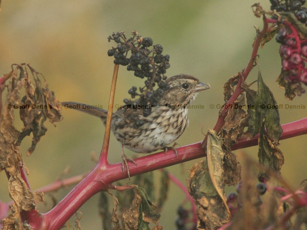 SOSP-AH_Song-Sparrow