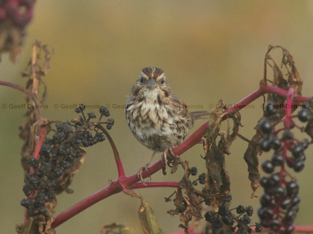 SOSP-AI_Song-Sparrow