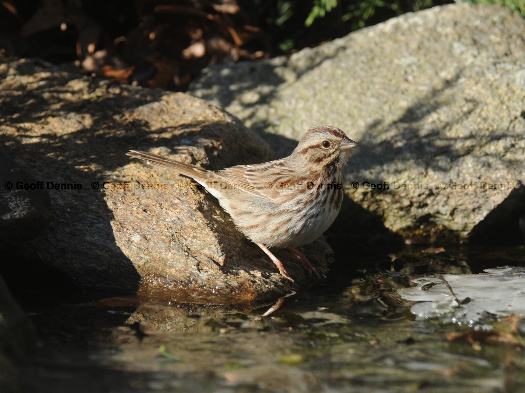 SOSP-AJ_Song-Sparrow