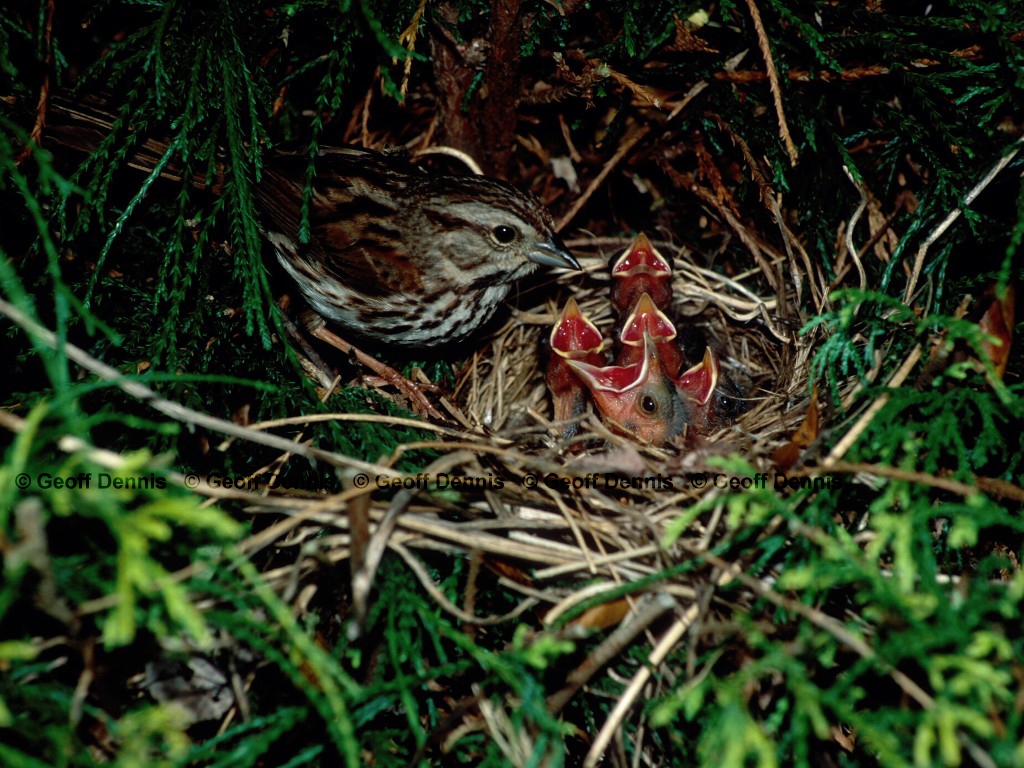 SOSP-AK_Song-Sparrow