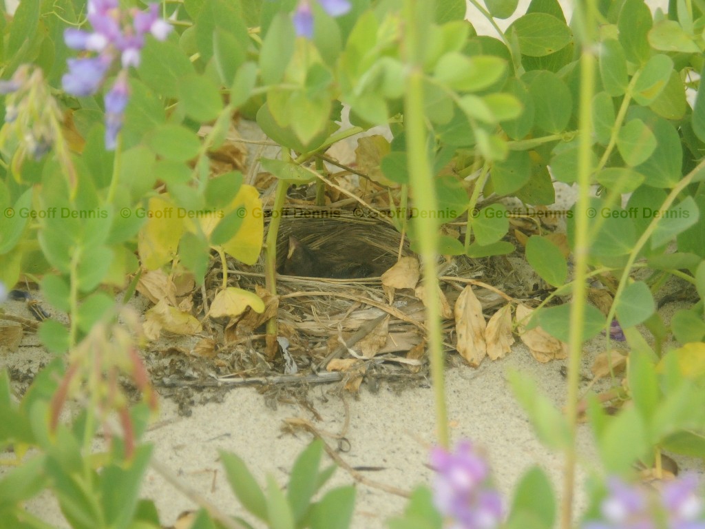SOSP-AL_Song-Sparrow
