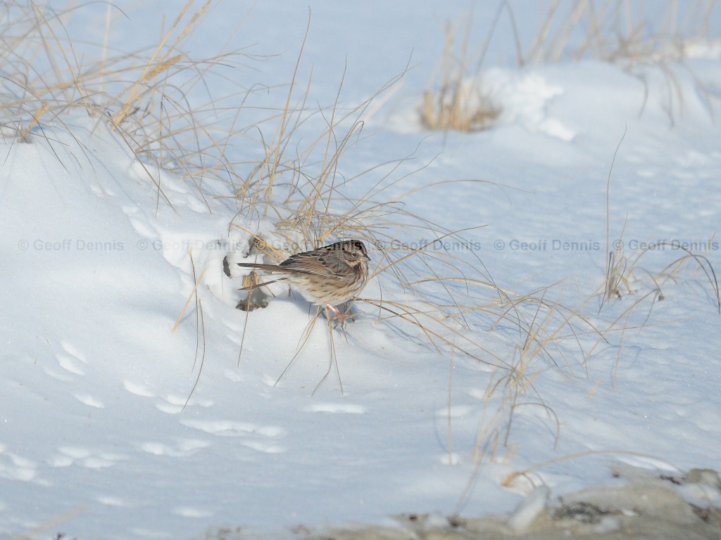 SOSP-AM_Song-Sparrow