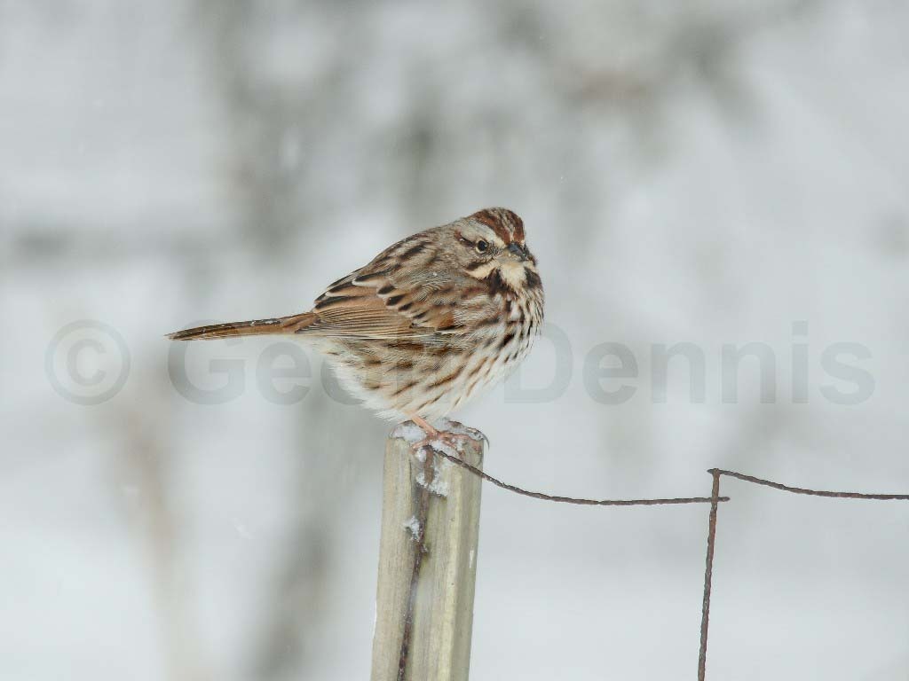SOSP-AN_Song-Sparrow