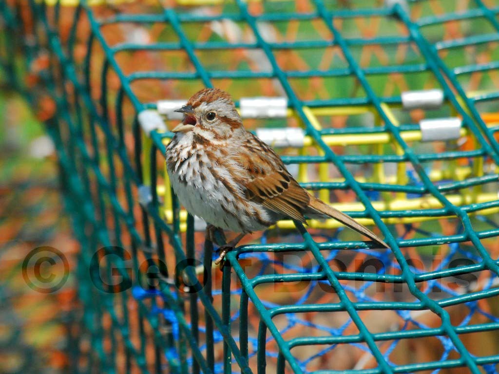 SOSP-AO_Song-Sparrow