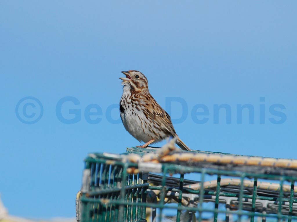 SOSP-AP_Song-Sparrow