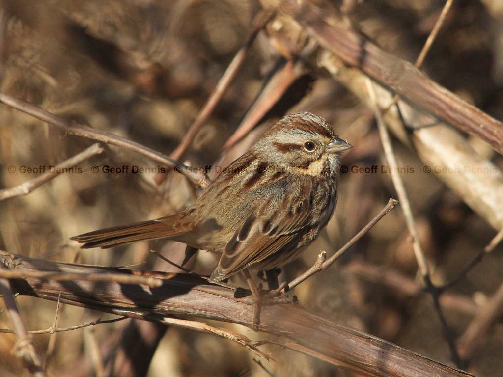 SOSP-AQ_Song-Sparrow