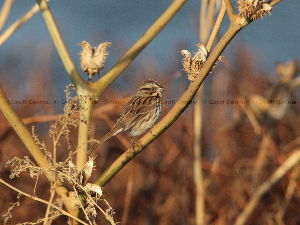 SOSP-AR_Song-Sparrow