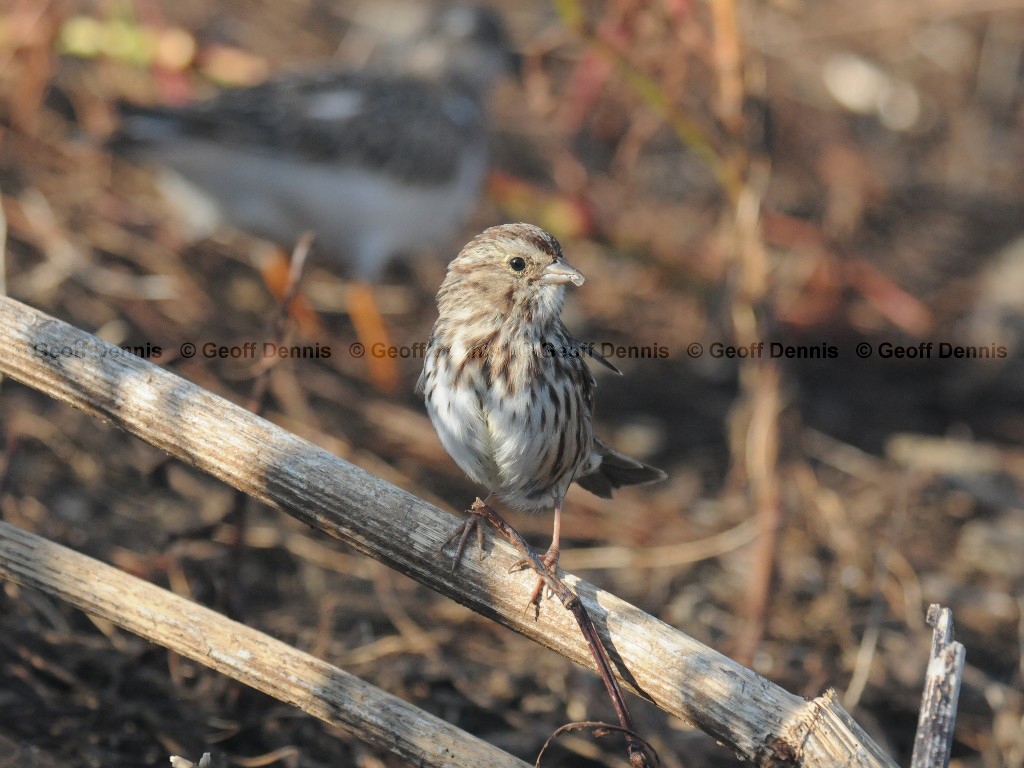 SOSP-AS_Song-Sparrow