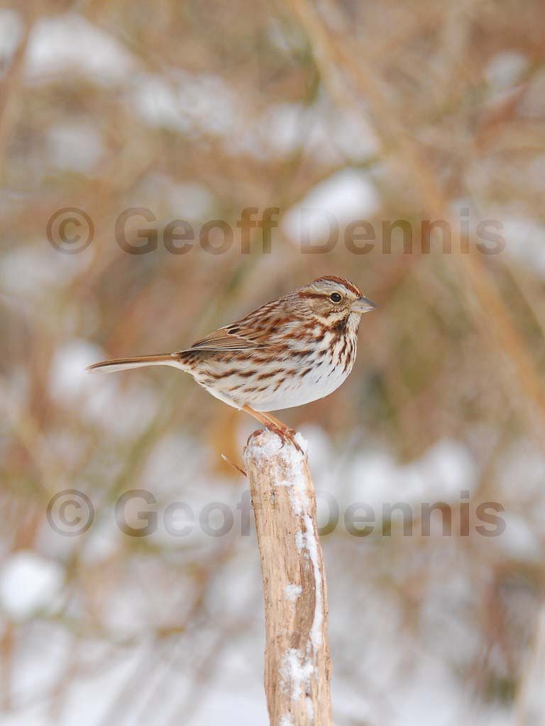 SOSP-AT_Song-Sparrow