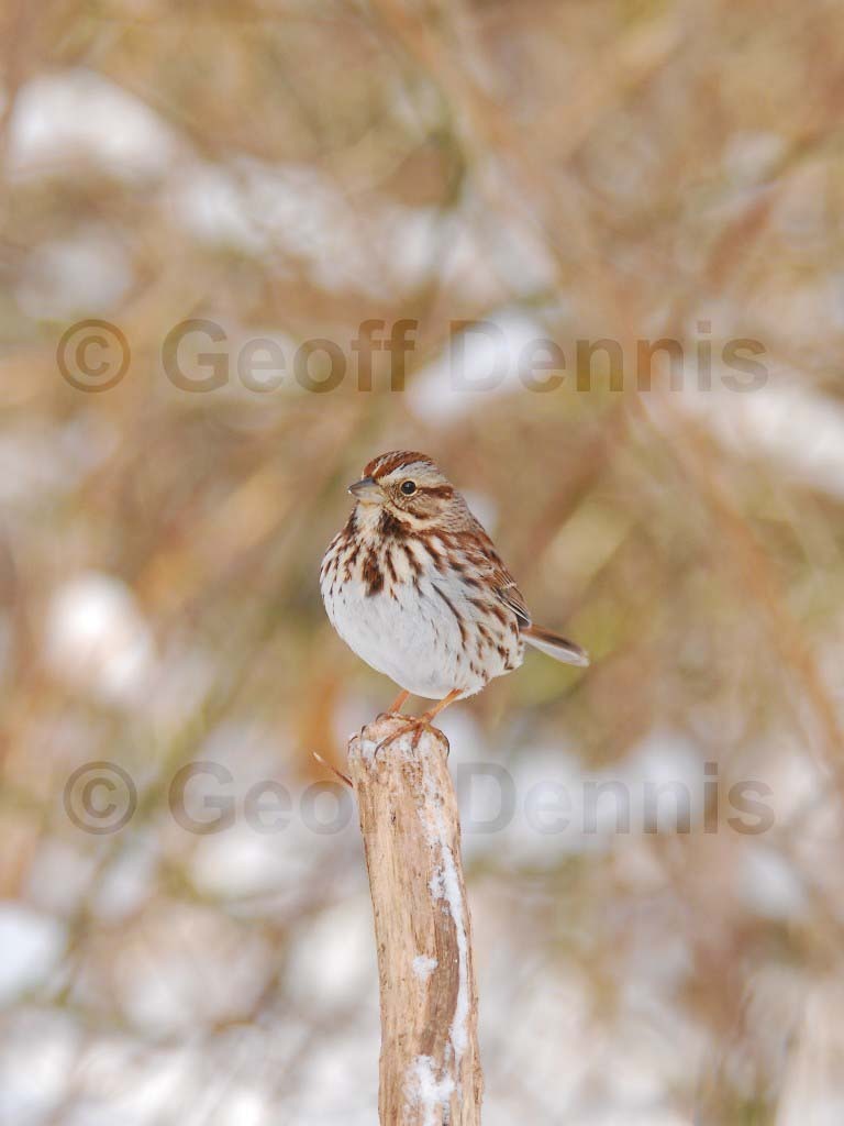SOSP-AU_Song-Sparrow