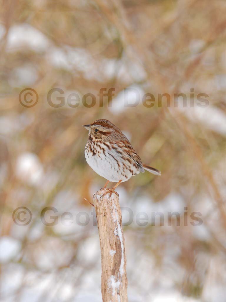 SOSP-AV_Song-Sparrow
