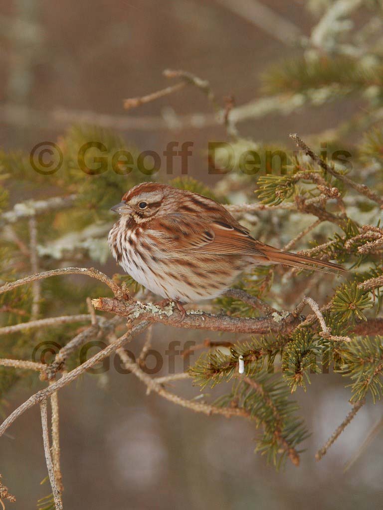 SOSP-AW_Song-Sparrow