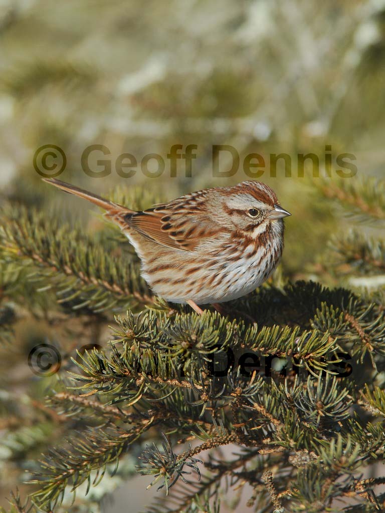 SOSP-AX_Song-Sparrow