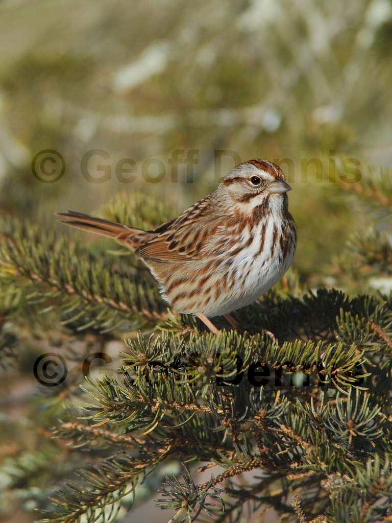 SOSP-AY_Song-Sparrow