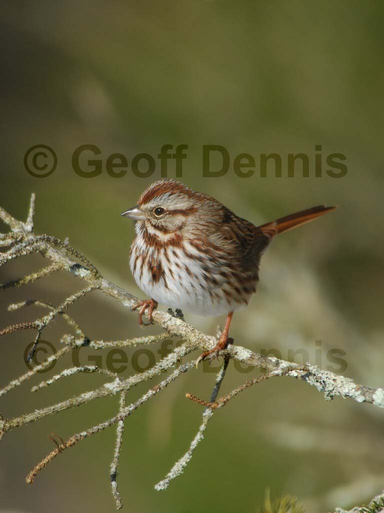 SOSP-AZ_Song-Sparrow