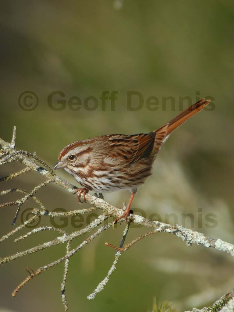 SOSP-BA_Song-Sparrow