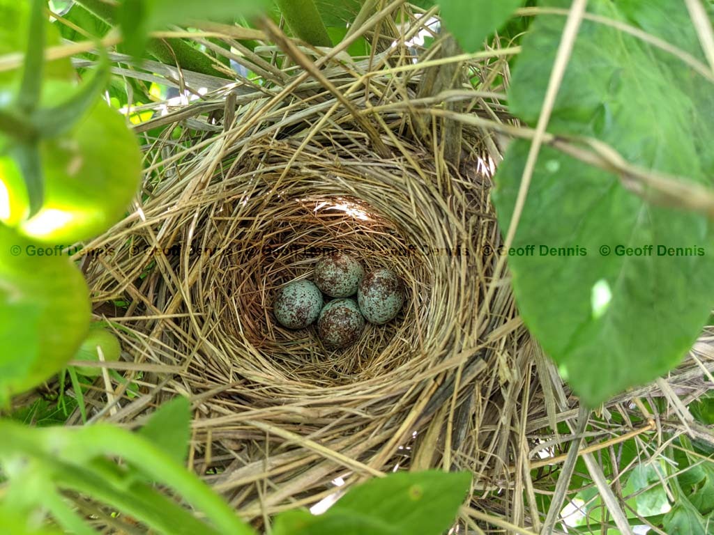 SOSP-BB_Song-Sparrow