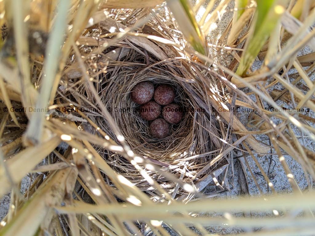 SOSP-BC_Song-Sparrow