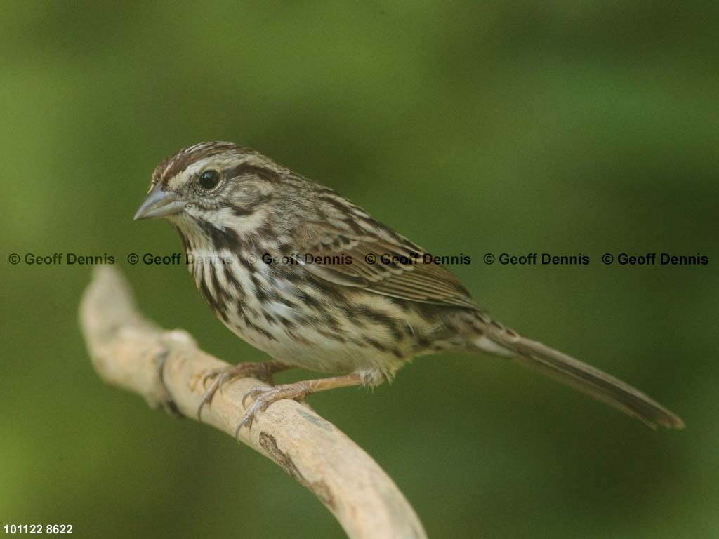 SOSP-BD_Song-Sparrow