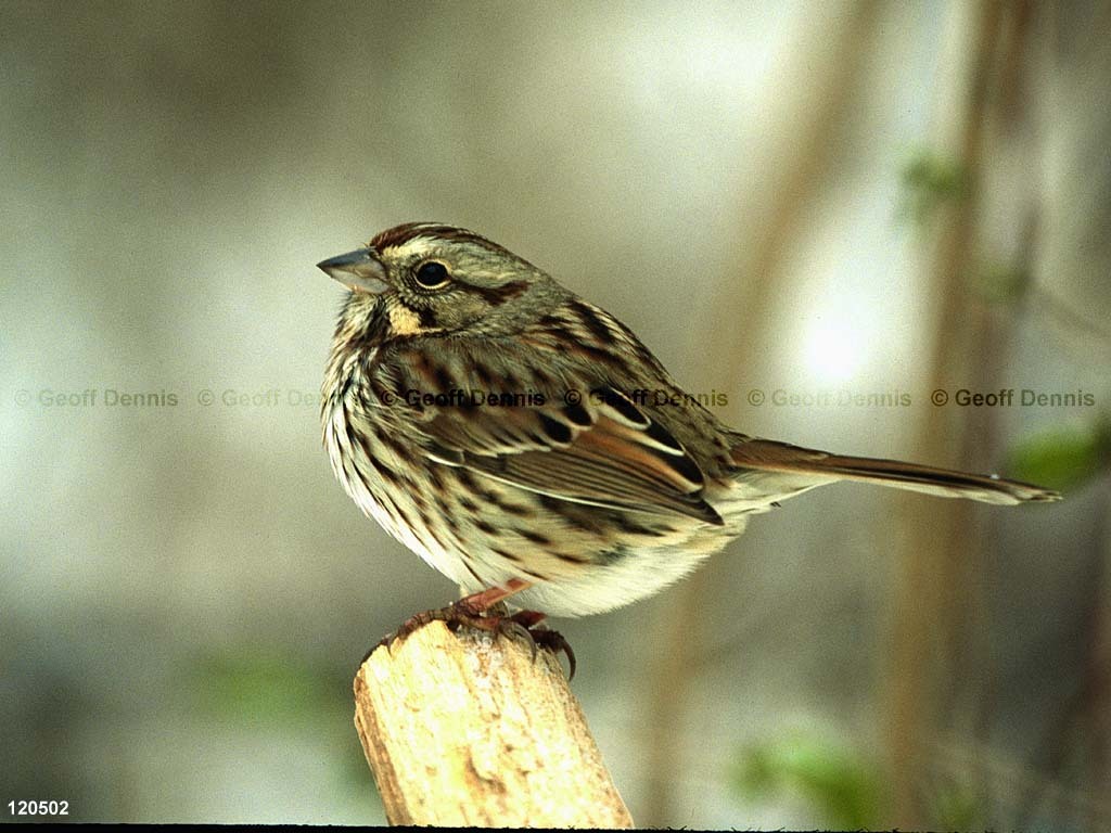 SOSP-BE_Song-Sparrow