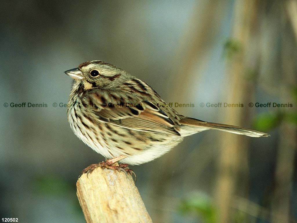 SOSP-BF_Song-Sparrow