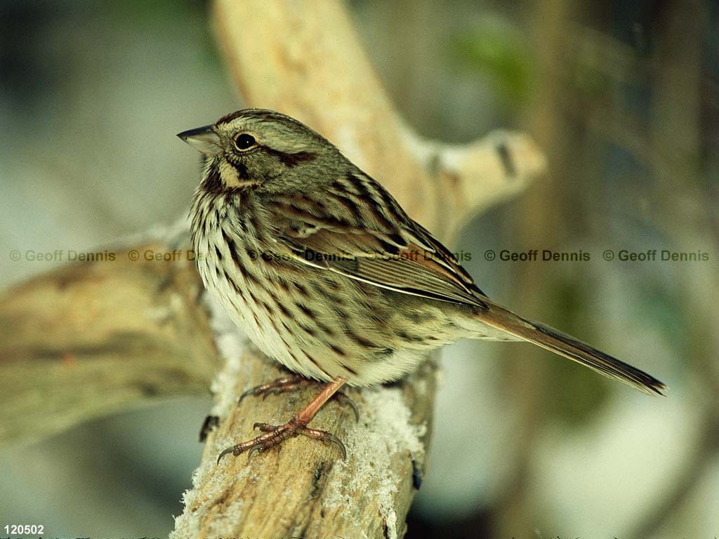 SOSP-BG_Song-Sparrow