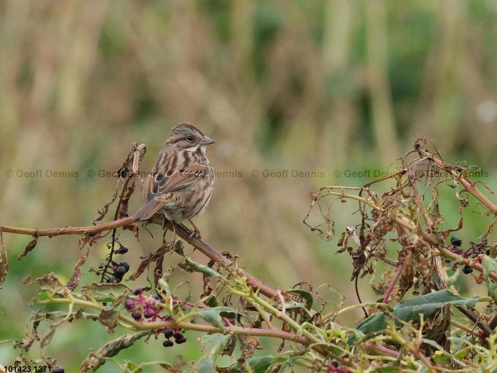 SOSP-BI_Song-Sparrow