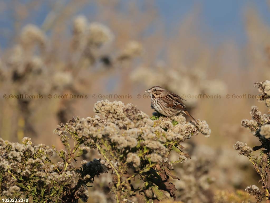 SOSP-BJ_Song-Sparrow