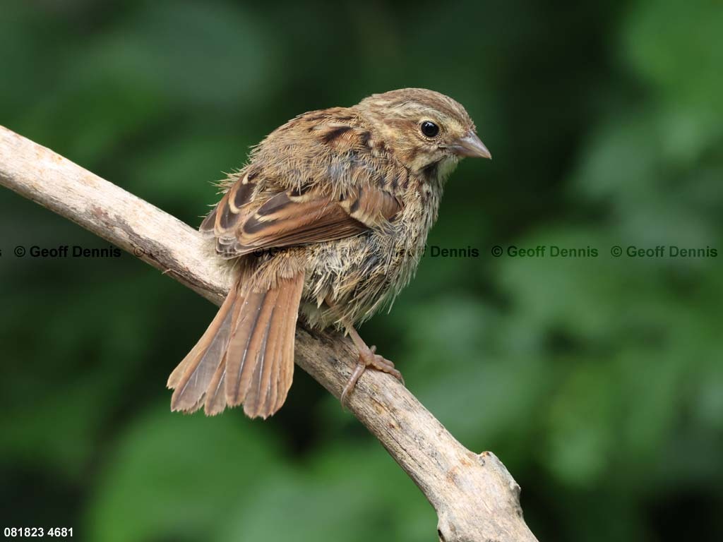 SOSP-BK_Song-Sparrow