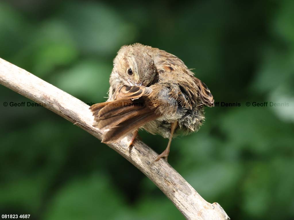 SOSP-BL_Song-Sparrow