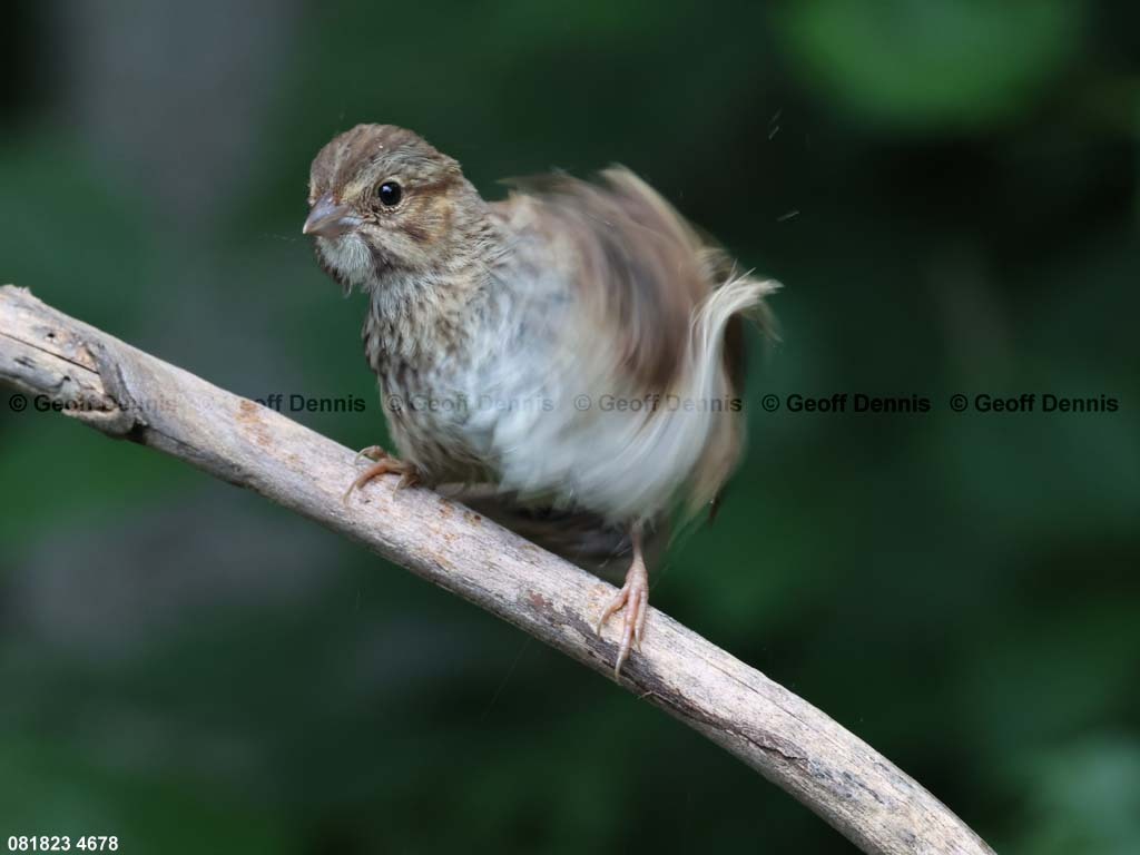 SOSP-BM_Song-Sparrow