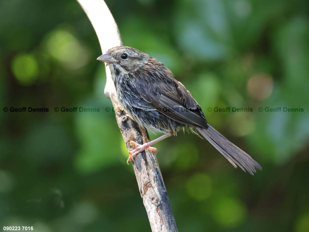SOSP-BN_Song-Sparrow