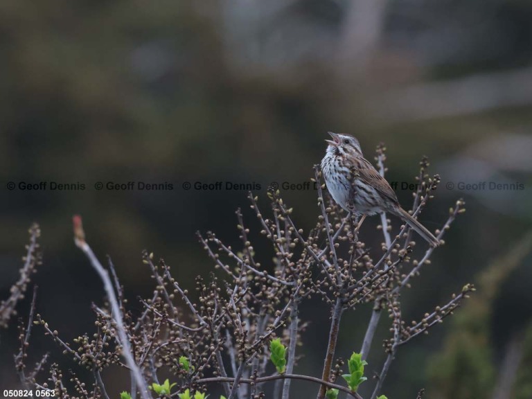 SOSP-BO_Song-Sparrow