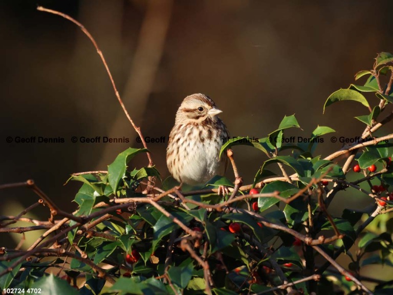 SOSP-BP_Song-Sparrow