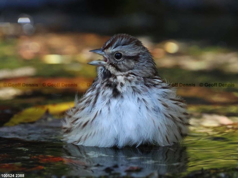 SOSP-BR_Song-Sparrow