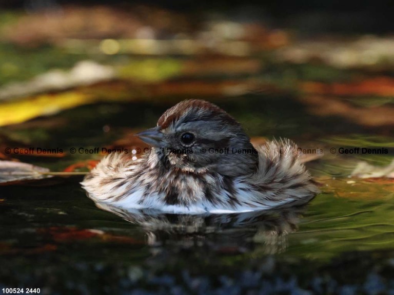 SOSP-BU_Song-Sparrow