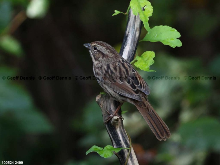 SOSP-BV_Song-Sparrow