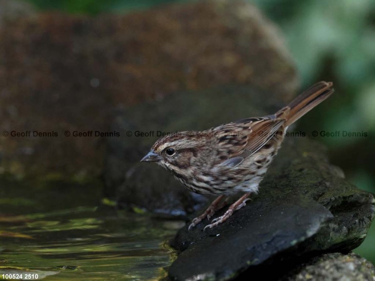 SOSP-BW_Song-Sparrow