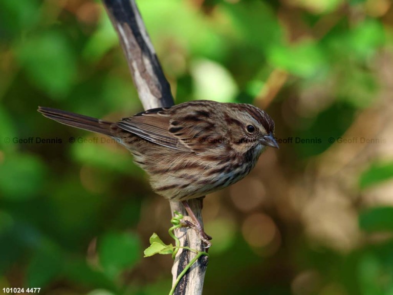 SOSP-BX_Song-Sparrow