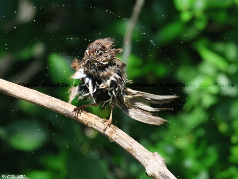 SOSP-BZ_Song-Sparrow