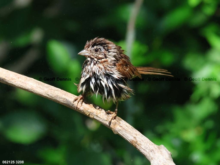 SOSP-CA_Song-Sparrow