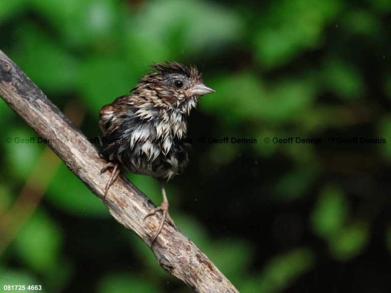 SOSP-CB_Song-Sparrow