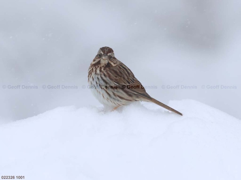 SOSP-CC_Song-Sparrow