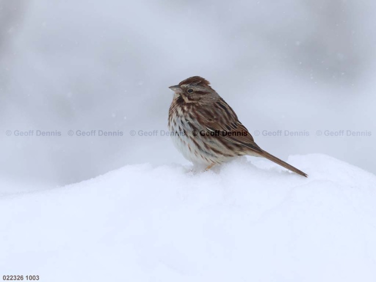 SOSP-CD_Song-Sparrow