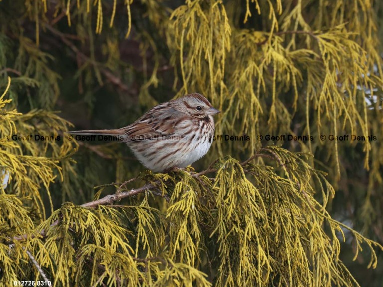 SOSP-CE_Song-Sparrow